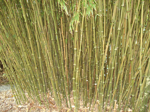 Chimonobambusa tumidissinoda Walking Stick - CBTUM - Bamboo Sourcery  Nursery & Gardens