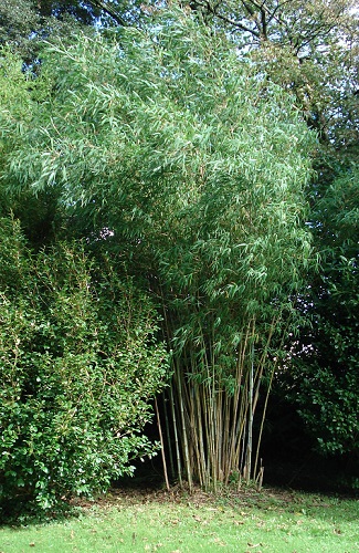 Borinda albocerea - BRA - Bamboo Sourcery Nursery & Gardens