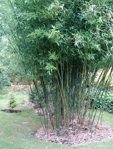 Phyllostachys bissetii