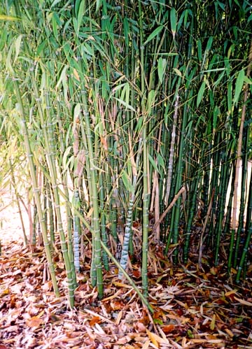 phyllostachys aurea