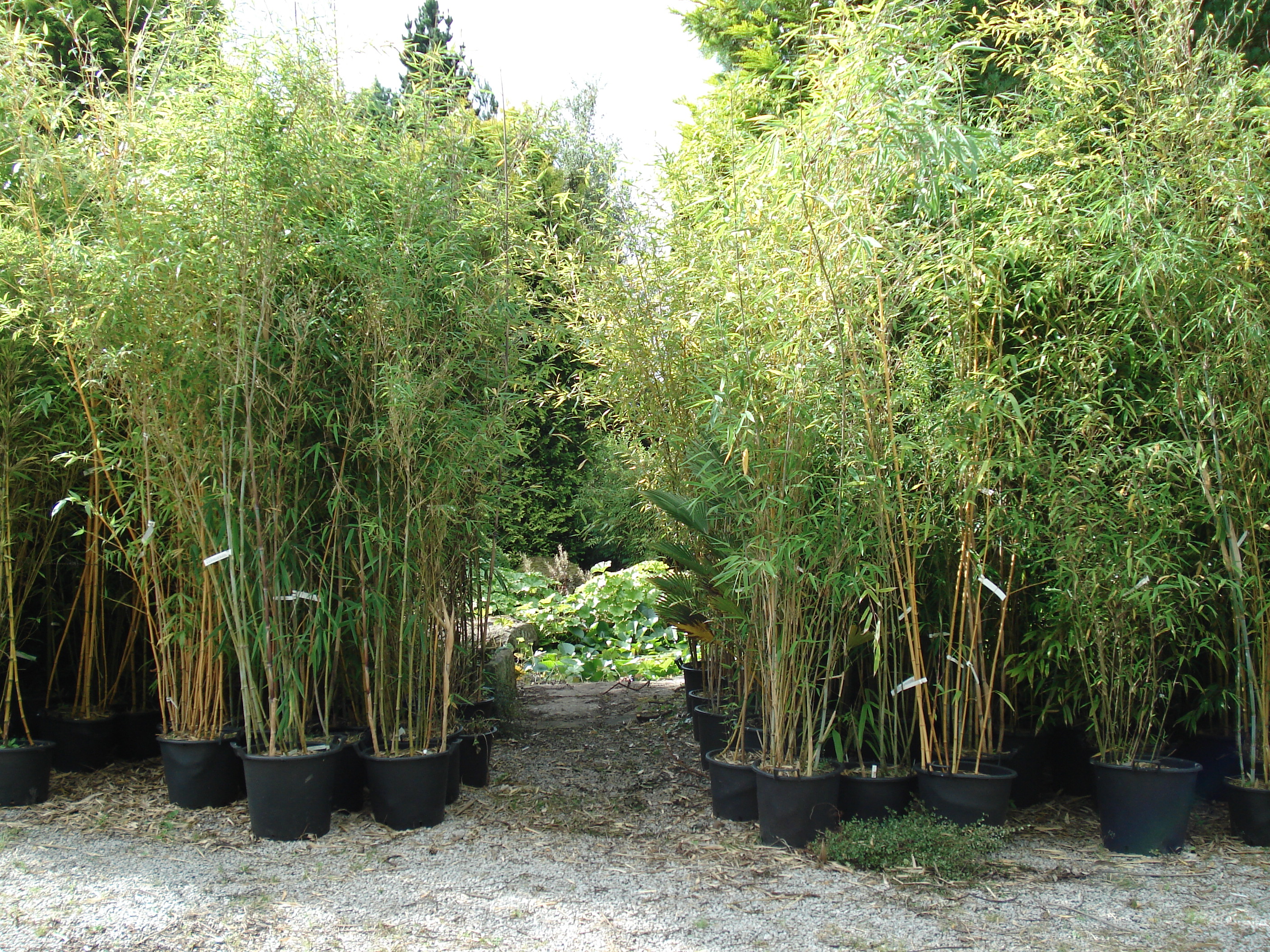 Specimen sized bamboo